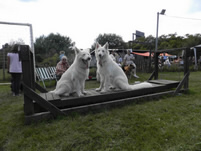 Dash & Vina auf dem Schwebebalken